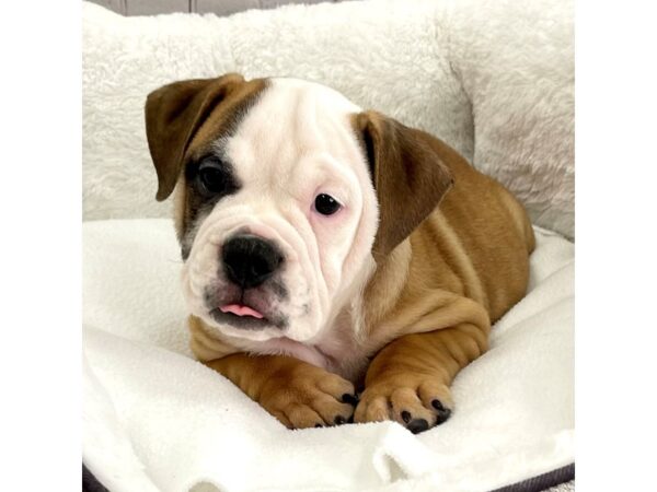 Victorian Bulldoge-DOG-Female-Fawn / White-2354-Petland Mason, Ohio