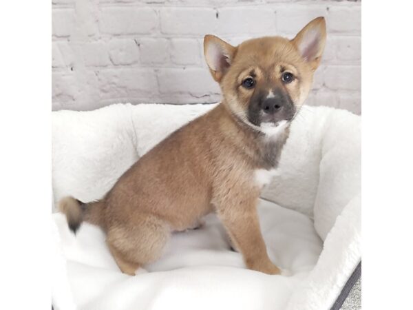 Shiba Inu DOG Male Red Sesame 2360 Petland Mason, Ohio