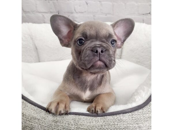 French Bulldog-DOG-Female-blue fawn-2366-Petland Mason, Ohio
