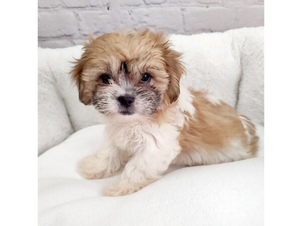 Teddy Bear-DOG-Female-Brown / White-2388-Petland Mason, Ohio