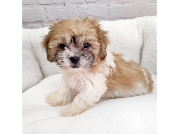 Teddy Bear DOG Female Brown / White 2388 Petland Mason, Ohio