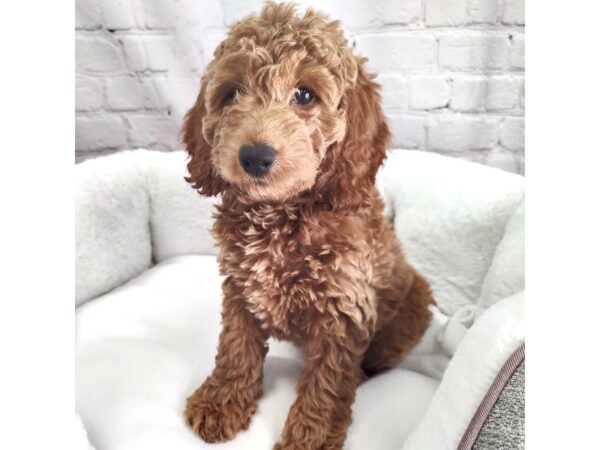 Irishdoodle Mini-DOG-Female-Red-2401-Petland Mason, Ohio