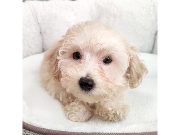 Bichonpoo DOG Female cream 2421 Petland Mason, Ohio