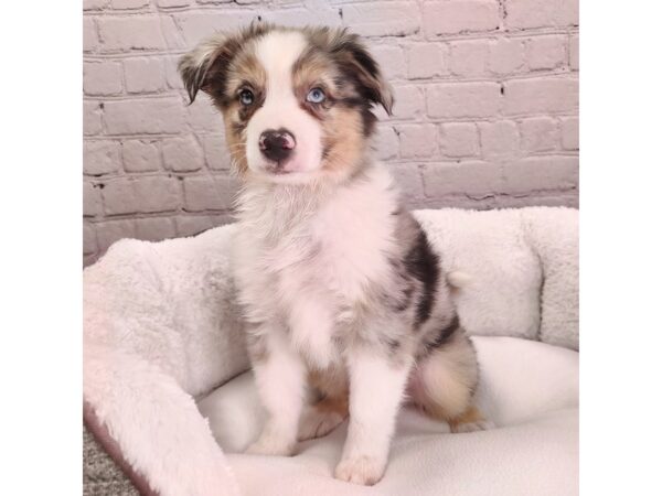 Aussimo DOG Male Blue Merle 2441 Petland Mason, Ohio