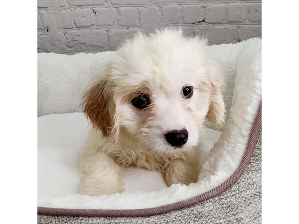 Cavachon DOG Male Blenheim 2438 Petland Mason, Ohio