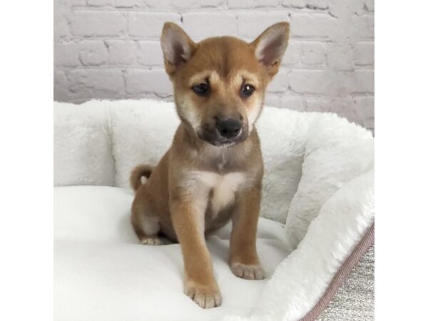 Shiba Inu DOG Male Red 2435 Petland Mason, Ohio