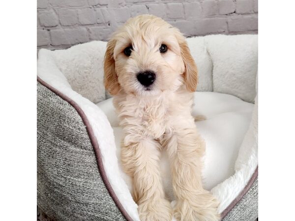 Goldendoodle DOG Male Golden 2429 Petland Mason, Ohio