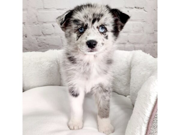 Pomsky DOG Female Blue Merle 2428 Petland Mason, Ohio