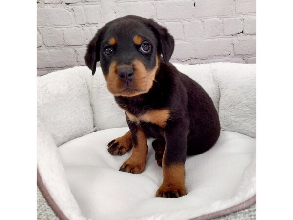 Rottweiler-DOG-Female-Black / Tan-2427-Petland Mason, Ohio