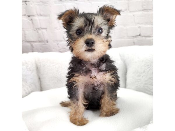 Yorkshire Terrier DOG Female Black / Tan 2444 Petland Mason, Ohio