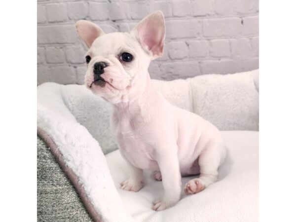 French Bulldog-DOG-Female-White-2443-Petland Mason, Ohio
