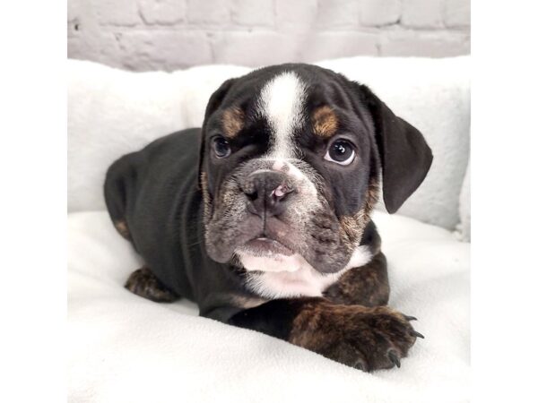 Bulldog DOG Male Black White / Tan 2442 Petland Mason, Ohio