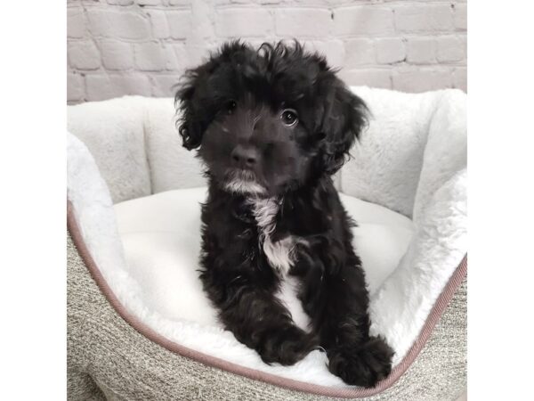 Mini Labradoodle 2nd Gen DOG Male blk and white 2455 Petland Mason, Ohio