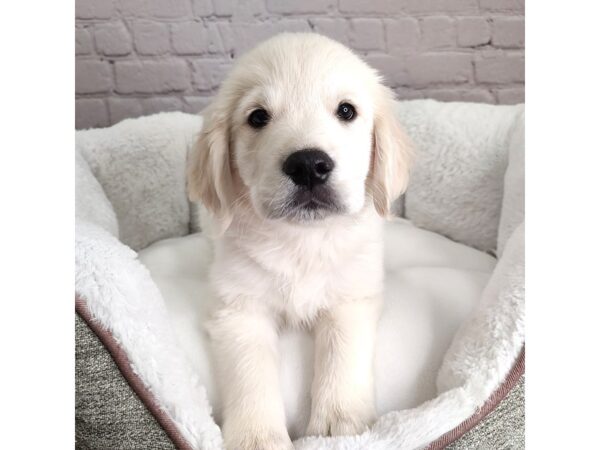 Golden Retriever-DOG-Male-Cream-2465-Petland Mason, Ohio