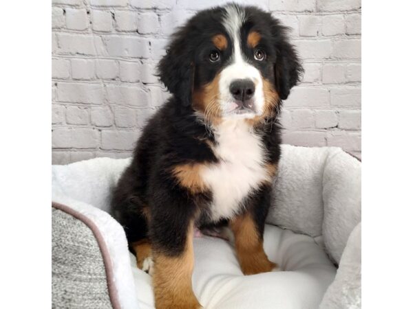 Bernese Mountain Dog DOG Male blk & tan 2471 Petland Mason, Ohio