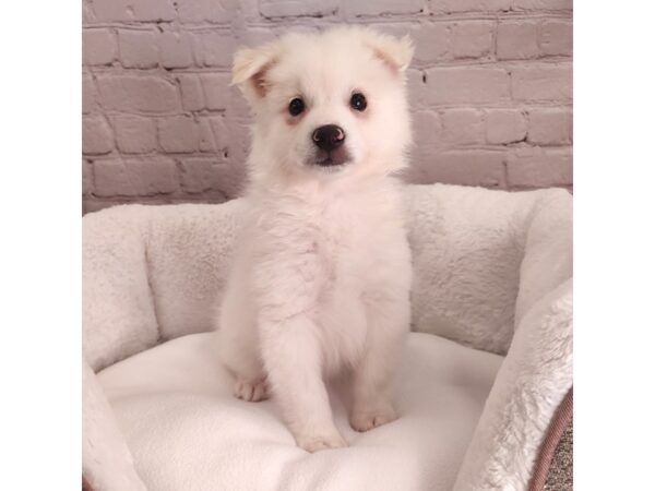 American Eskimo Dog-DOG-Male-White-2469-Petland Mason, Ohio