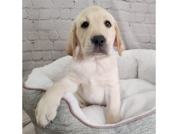 Labrador Retriever DOG Male Yellow 2489 Petland Mason, Ohio