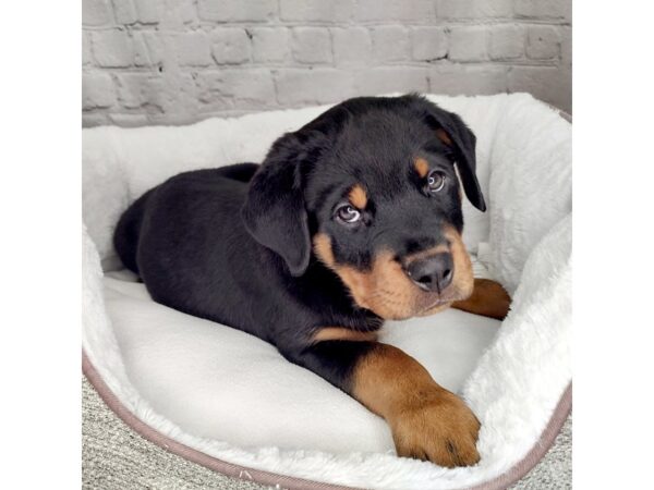 Rottweiler-DOG-Female-Black / Tan-2510-Petland Mason, Ohio