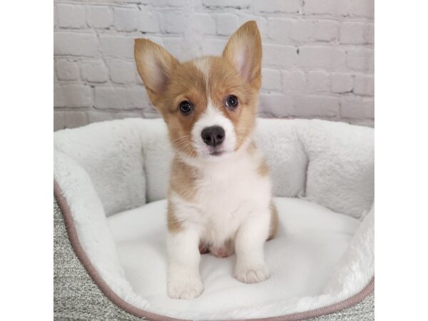 Pembroke Welsh Corgi DOG Female Red 2504 Petland Mason, Ohio