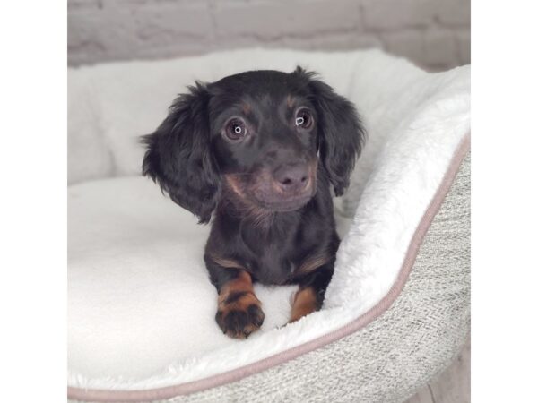 Dachshund-DOG-Female-Black / Tan-2523-Petland Mason, Ohio
