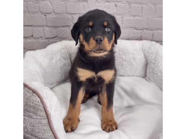 Rottweiler DOG Female Black / Rust 2557 Petland Mason, Ohio