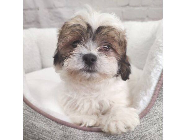 Teddy Bear-DOG-Male-Gold / White-2564-Petland Mason, Ohio