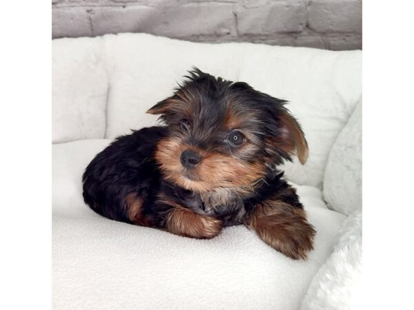 Yorkshire Terrier-DOG-Male-Black / Tan-2583-Petland Mason, Ohio