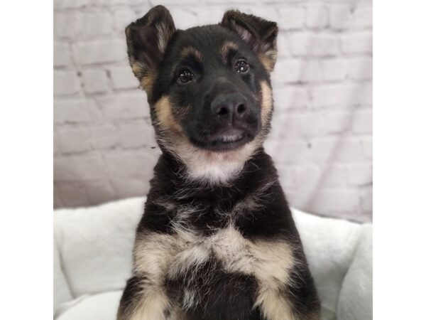 German Shepherd Dog DOG Male Black / Tan 2592 Petland Mason, Ohio