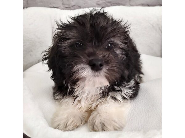 Shipoo DOG Male blk, tan & wht 2589 Petland Mason, Ohio