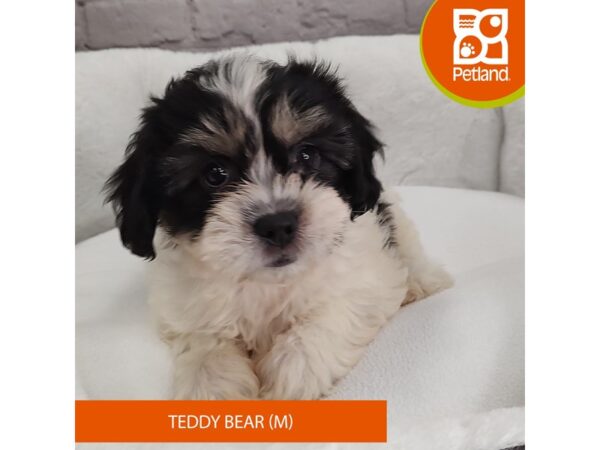 Teddy Bear DOG Male Black / White 2608 Petland Mason, Ohio