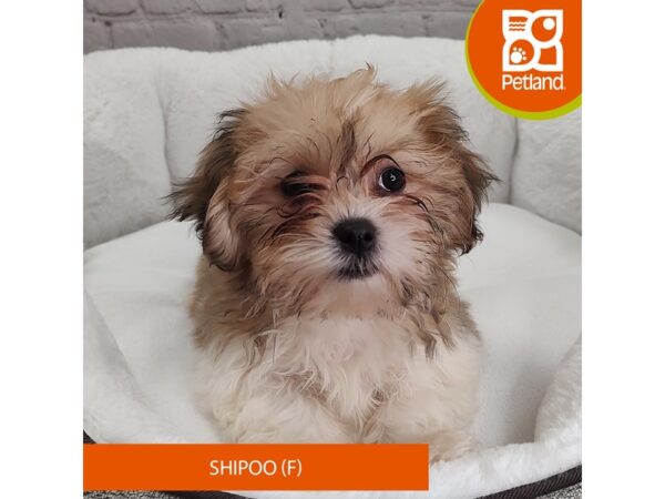 Shipoo-DOG-Female-tri color-2603-Petland Mason, Ohio