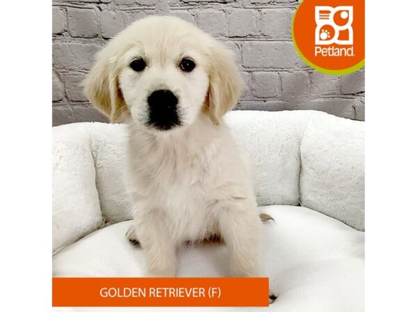 Golden Retriever DOG Female Cream 2587 Petland Mason, Ohio