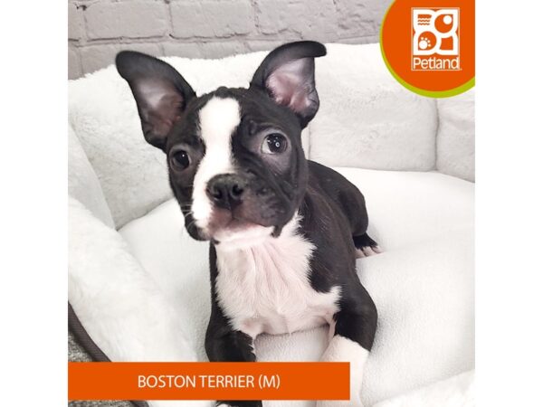 Boston Terrier DOG Male Black / White 2623 Petland Mason, Ohio