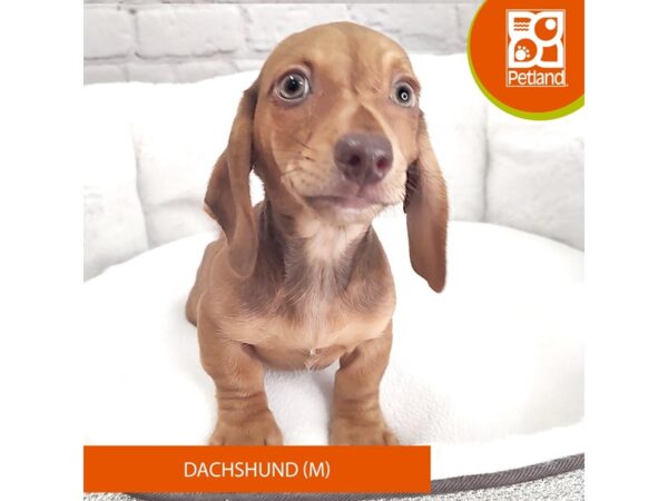 Dachshund DOG Male Red 2621 Petland Mason, Ohio