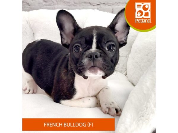 French Bulldog-DOG-Female-Brindle-2620-Petland Mason, Ohio