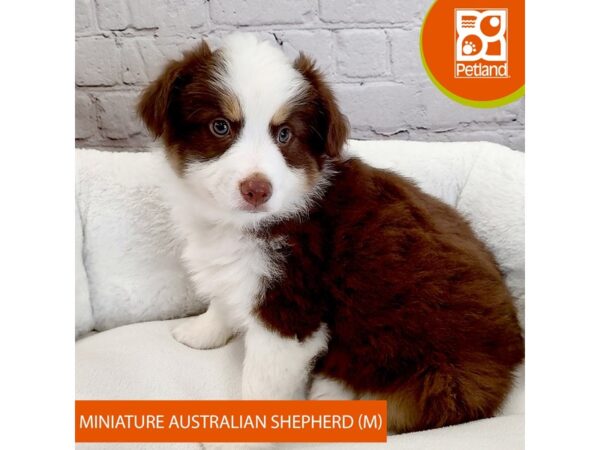 Miniature Australian Shepherd DOG Male Red Tan / White 2632 Petland Mason, Ohio