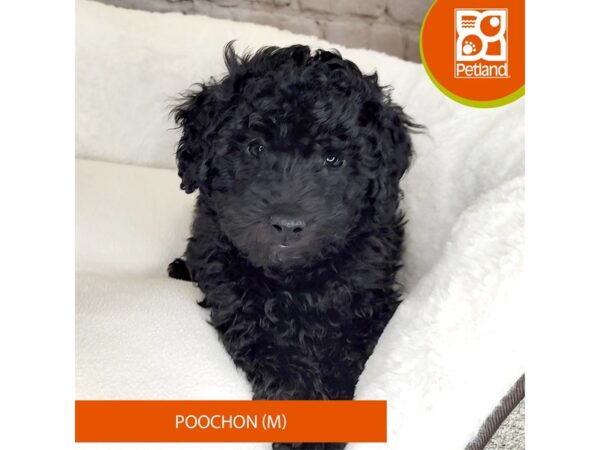 Poochon DOG Male Black 2651 Petland Mason, Ohio