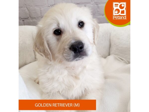 Golden Retriever DOG Male Cream 2649 Petland Mason, Ohio