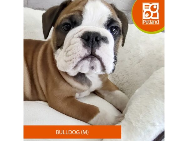 Bulldog DOG Male Red 2657 Petland Mason, Ohio