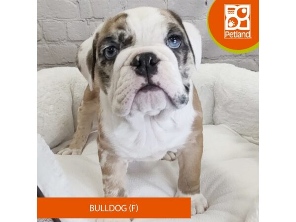 Bulldog DOG Female Red Merle 2656 Petland Mason, Ohio