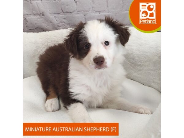 Miniature Australian Shepherd DOG Female Red Tan / White 2673 Petland Mason, Ohio