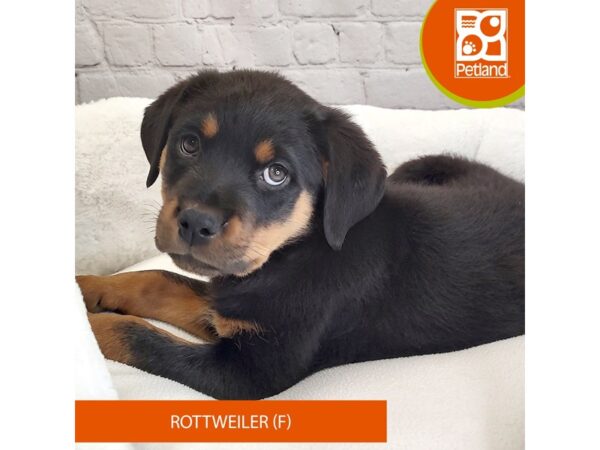 Rottweiler DOG Female Black / Tan 2655 Petland Mason, Ohio