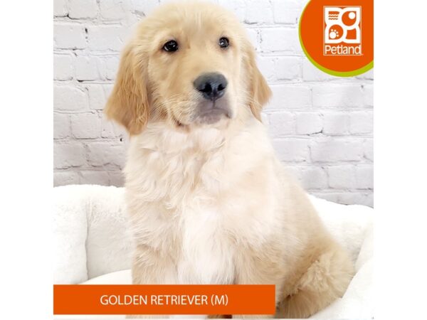 Golden Retriever DOG Male Golden 2686 Petland Mason, Ohio