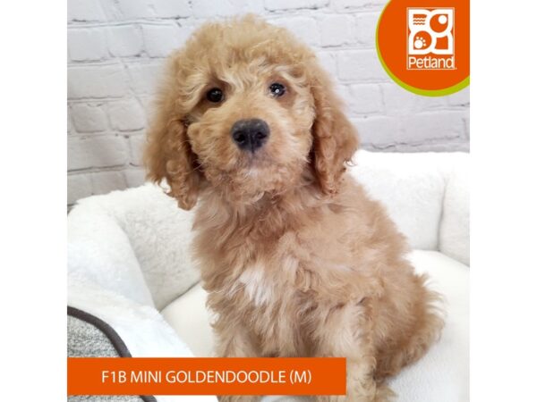 Goldendoodle Mini F1b DOG Male Red 2698 Petland Mason, Ohio