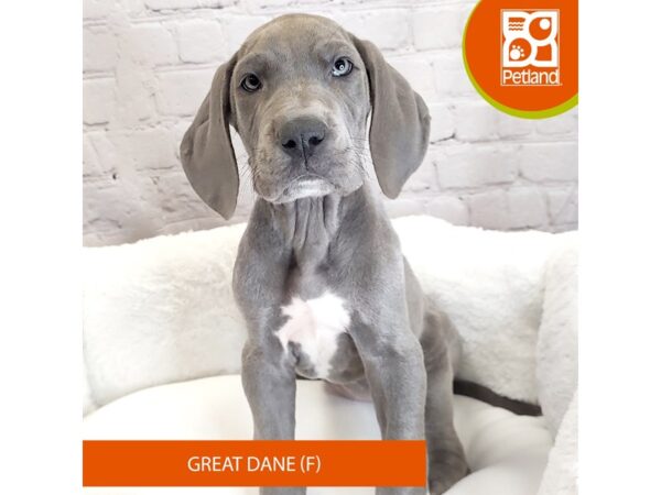 Great Dane DOG Female Blue 2713 Petland Mason, Ohio