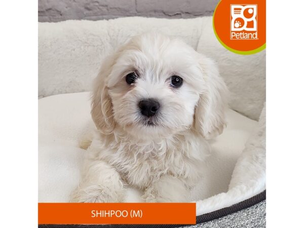 Shihpoo-DOG-Male-cream-2721-Petland Mason, Ohio