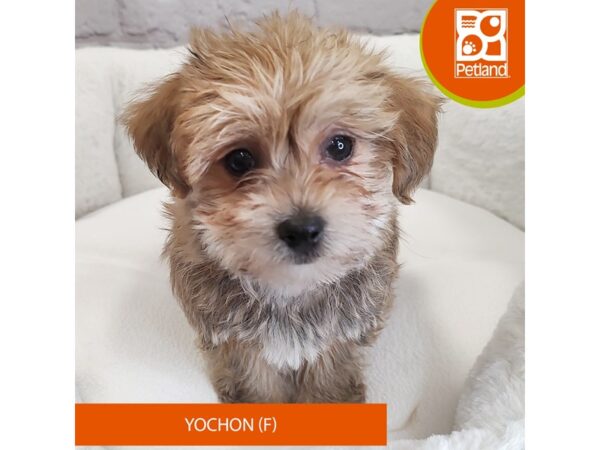 Yochon DOG Female brown 2716 Petland Mason, Ohio