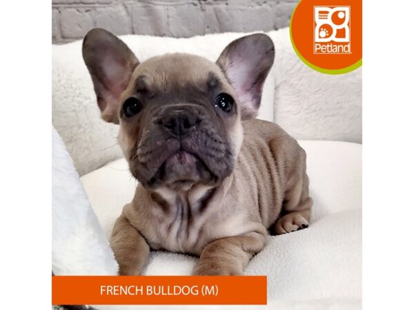 French Bulldog DOG Male Blue 2752 Petland Mason, Ohio