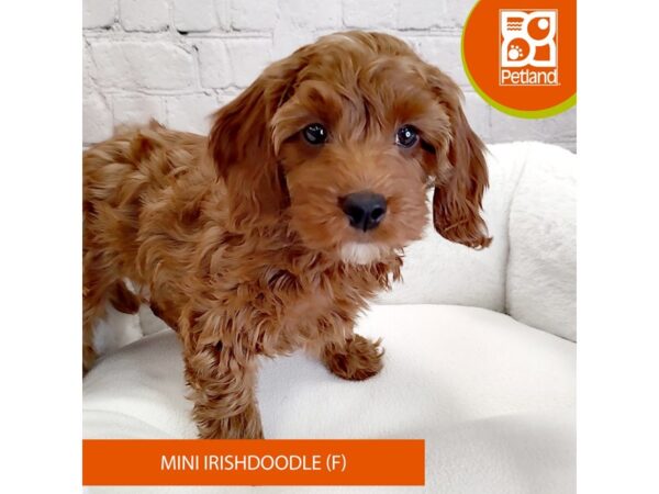 Irishdoodle Mini-DOG-Female-Red-2748-Petland Mason, Ohio