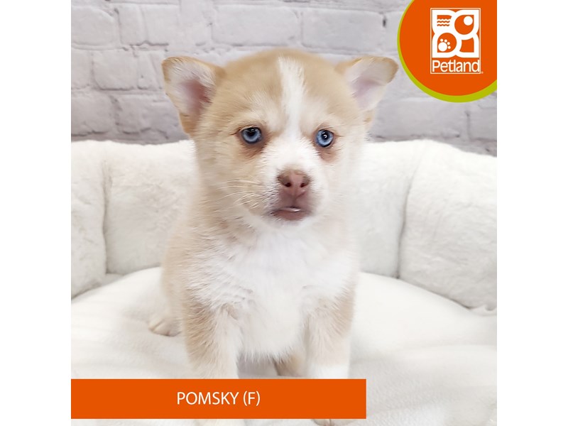Pomsky-Female-Brown / White-4060447-Petland Mason, OH